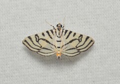 Conchylodes ovulalis