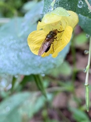 Rhingia nasica