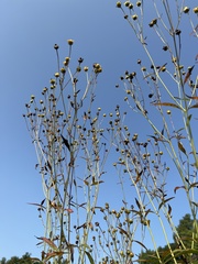 Silphium terebinthinaceum