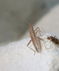 Stenodema trispinosum