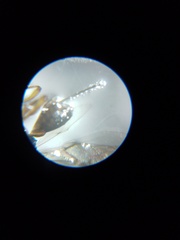 Braconidae