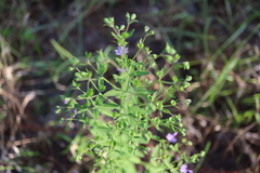 Trichostema