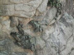 Selaginella tamariscina