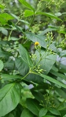 Lysimachia vulgaris