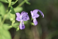 Trichostema