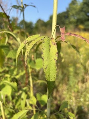 Silphium terebinthinaceum