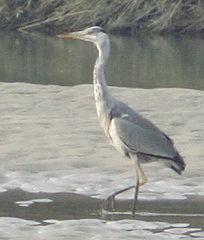 Ardea cinerea
