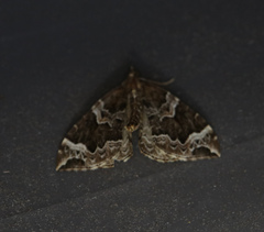 Eulithis prunata