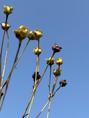 Silphium terebinthinaceum