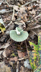 Virescentinae