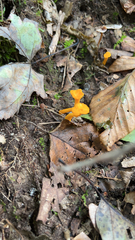 Cantharellus minor