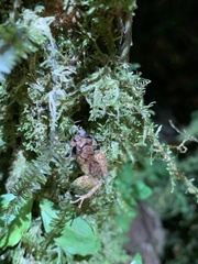 Pristimantis mallii