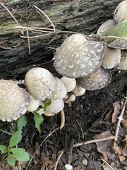 Coprinopsis variegata