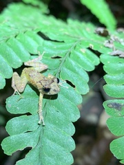 Pristimantis mallii