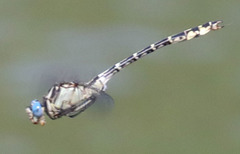 Stylurus olivaceus