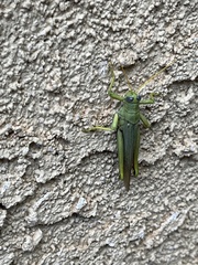 Schistocerca shoshone