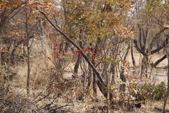 Combretum platypetalum