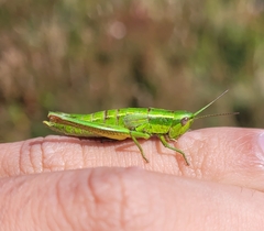 Euthystira brachyptera