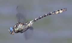 Stylurus olivaceus