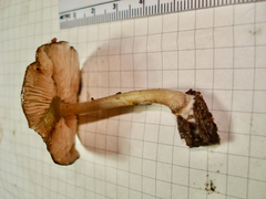 Pluteus