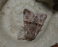 Brachylomia viminalis