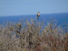 Gavicalis virescens