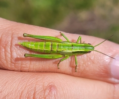 Euthystira brachyptera