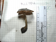 Pluteus