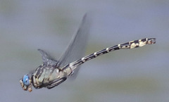 Stylurus olivaceus