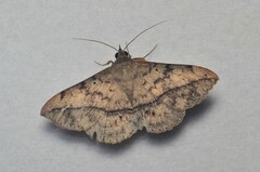Anticarsia