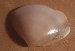 Mactra stultorum