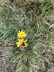 Bombus jonellus
