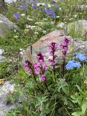 Pedicularis nordmanniana