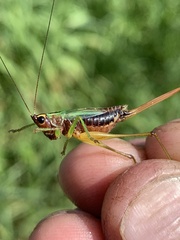 Conocephalus nigropleurum