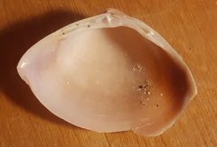Mactra stultorum
