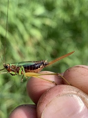 Conocephalus nigropleurum