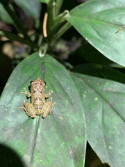 Pristimantis mallii