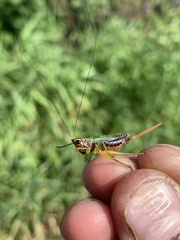 Conocephalus nigropleurum