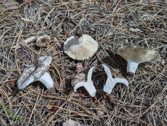 Russula brevipes acrior