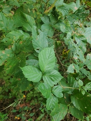 Rubus pensilvanicus