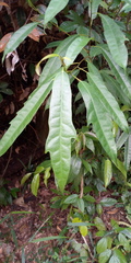 Ficus chartacea