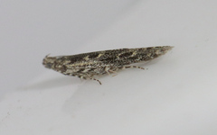 Batrachedra praeangusta