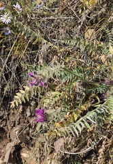 Oxytropis strobilacea