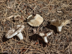 Russula brevipes acrior