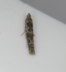 Batrachedra praeangusta