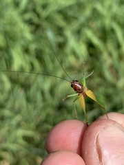 Conocephalus nigropleurum