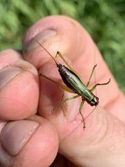 Conocephalus nigropleurum