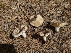 Russula brevipes acrior