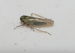 Macrosteles