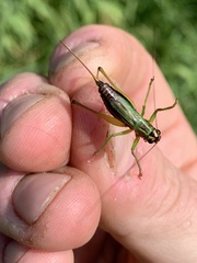Conocephalus nigropleurum
